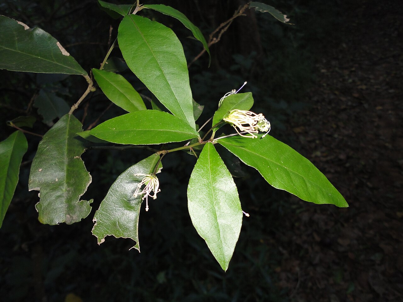 Forest bush-cherry: Forest bush-cherry in Burman Bush Nature Reserve, Durban, South Africa