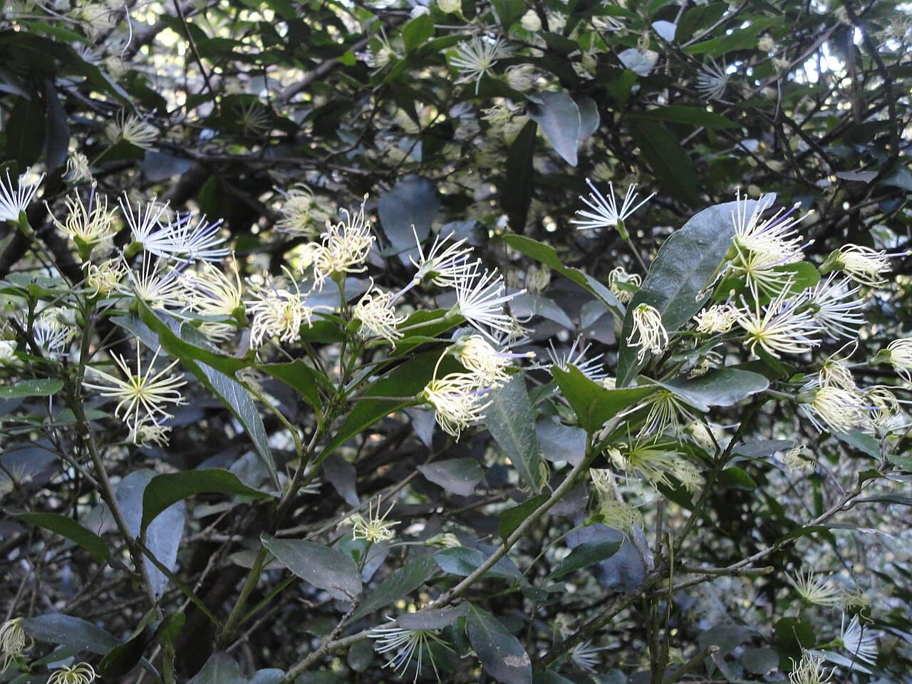 Forest bush-cherry: Forest bush-cherry in full flower in Burman Bush Nature Reserve, Durban, South Africa