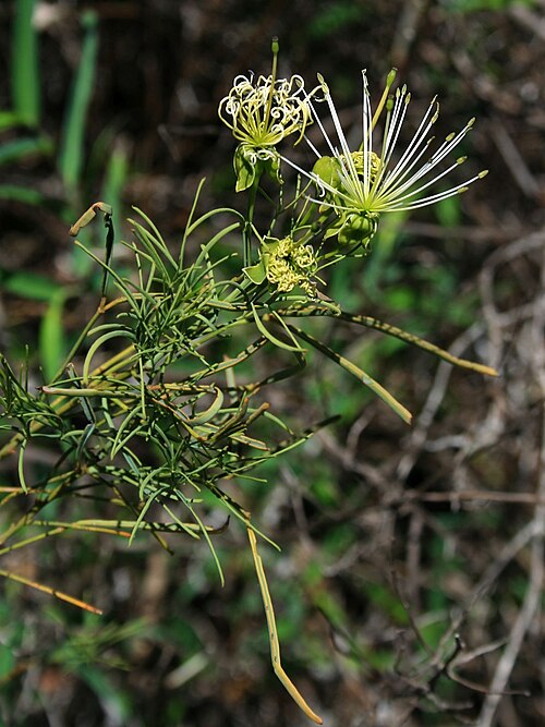Needle-leaved spiderbush: Maerua rosmarinoides , Kaperngewächse (Capparaceae) – Südafrika/South Africa: Mpumalanga, Blyde River Canyon, ca. 41 km N Graskop, ca. 950 m