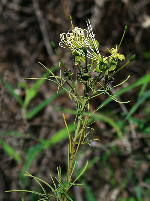 Needle-leaved spiderbush: Maerua rosmarinoides , Kaperngewächse (Capparaceae) – Südafrika/South Africa: Mpumalanga, Blyde River Canyon, ca. 41 km N Graskop, ca. 950 m