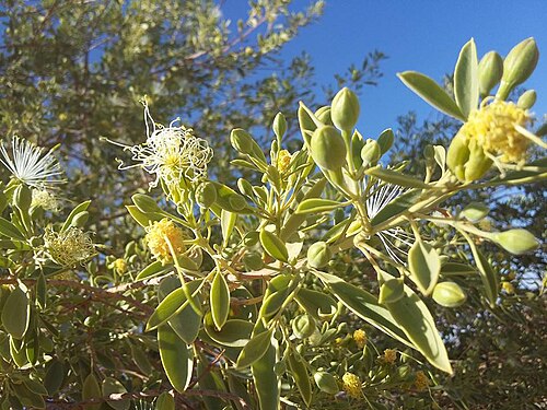 Maerua schinzii: Maerua schinzii Pax - Tsaugab river, Sesriem, Namibia