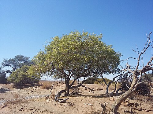 Maerua schinzii: Maerua schinzii Pax - Tsaugab river, Sesriem, Namibia