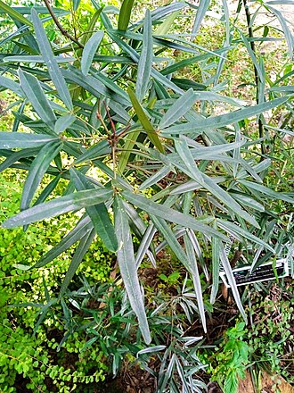 Maerua siamensis: Maerua siamensis at Wat Saphan Hin at Sukhotai, Thailand.