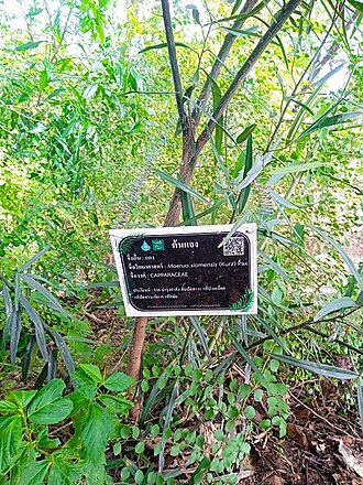 Maerua siamensis: Maerua siamensis at Wat Saphan Hin at Sukhotai, Thailand.