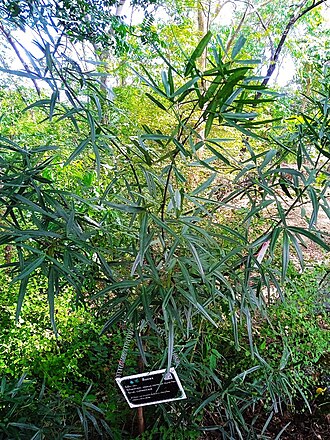 Maerua siamensis: Maerua siamensis at Wat Saphan Hin at Sukhotai, Thailand.