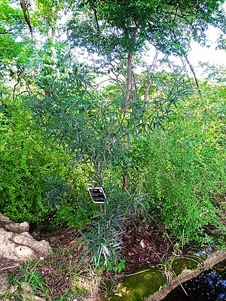 Maerua siamensis: Maerua siamensis at Wat Saphan Hin at Sukhotai, Thailand.