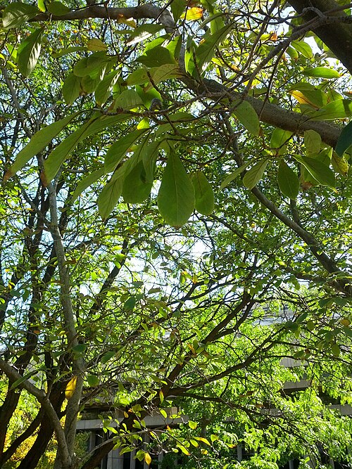 Cucumber tree: Magnolia