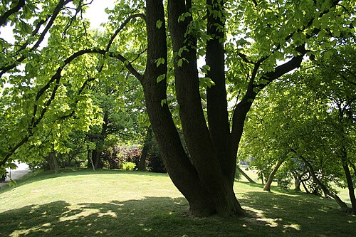 Cucumber tree: Cumcumber tree