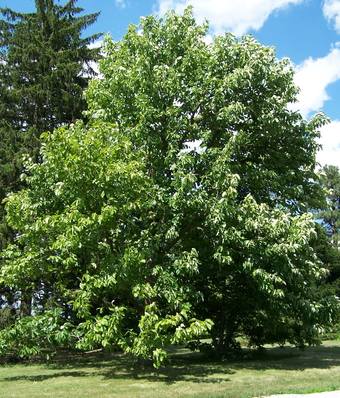 Cucumber tree: Magnolia acuminata (Cucumbertree). Morton Arboretum acc. 1046-3*1. 72 years old at this photo.