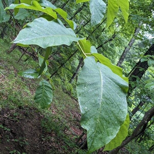 Cucumber tree (Magnolia acuminata)