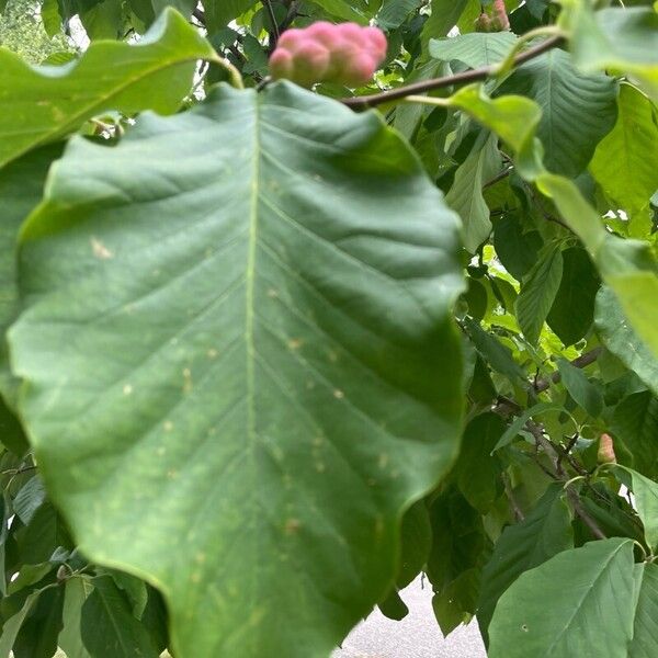 Cucumber tree (Magnolia acuminata)