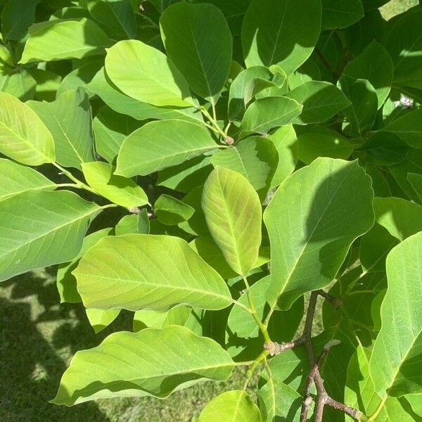 Cucumber tree (Magnolia acuminata)