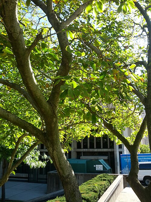 Cucumber tree: Magnolia