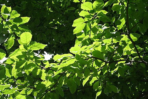 Cucumber tree: Feuilles du magnolier à feuilles acuminées ( Magnolia acuminata ).