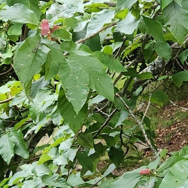 Cucumber tree (Magnolia acuminata)
