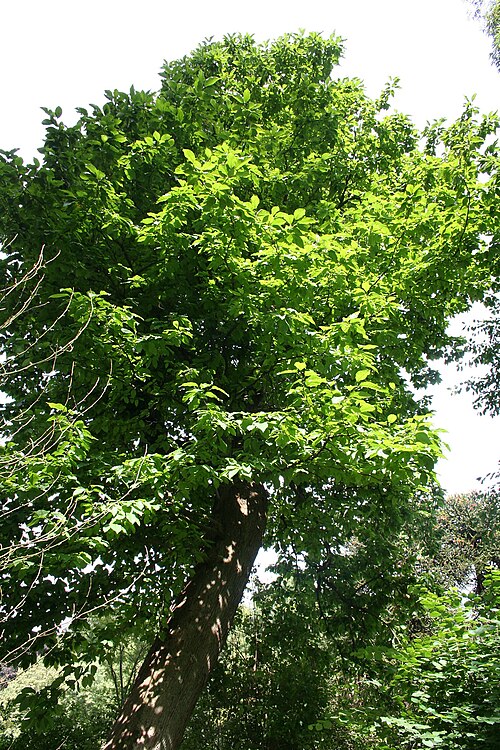 Cucumber tree: Cumcumber tree