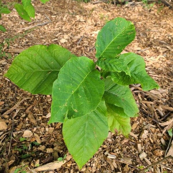 Cucumber tree (Magnolia acuminata)