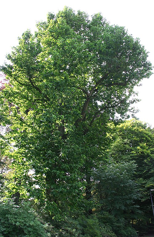 Cucumber tree: Cumcumber tree