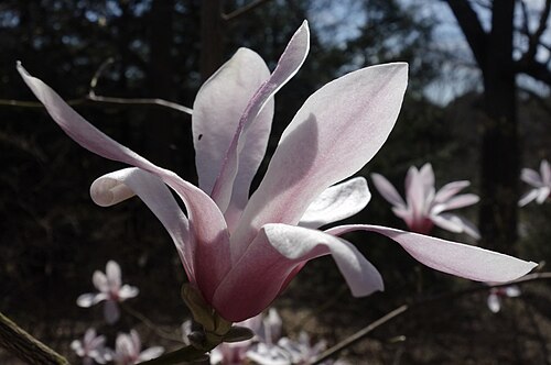 Magnolia amoena: Magnolia amoena , flower. Arnold Arboretum of Harvard University​, accession #385-2012*A​.