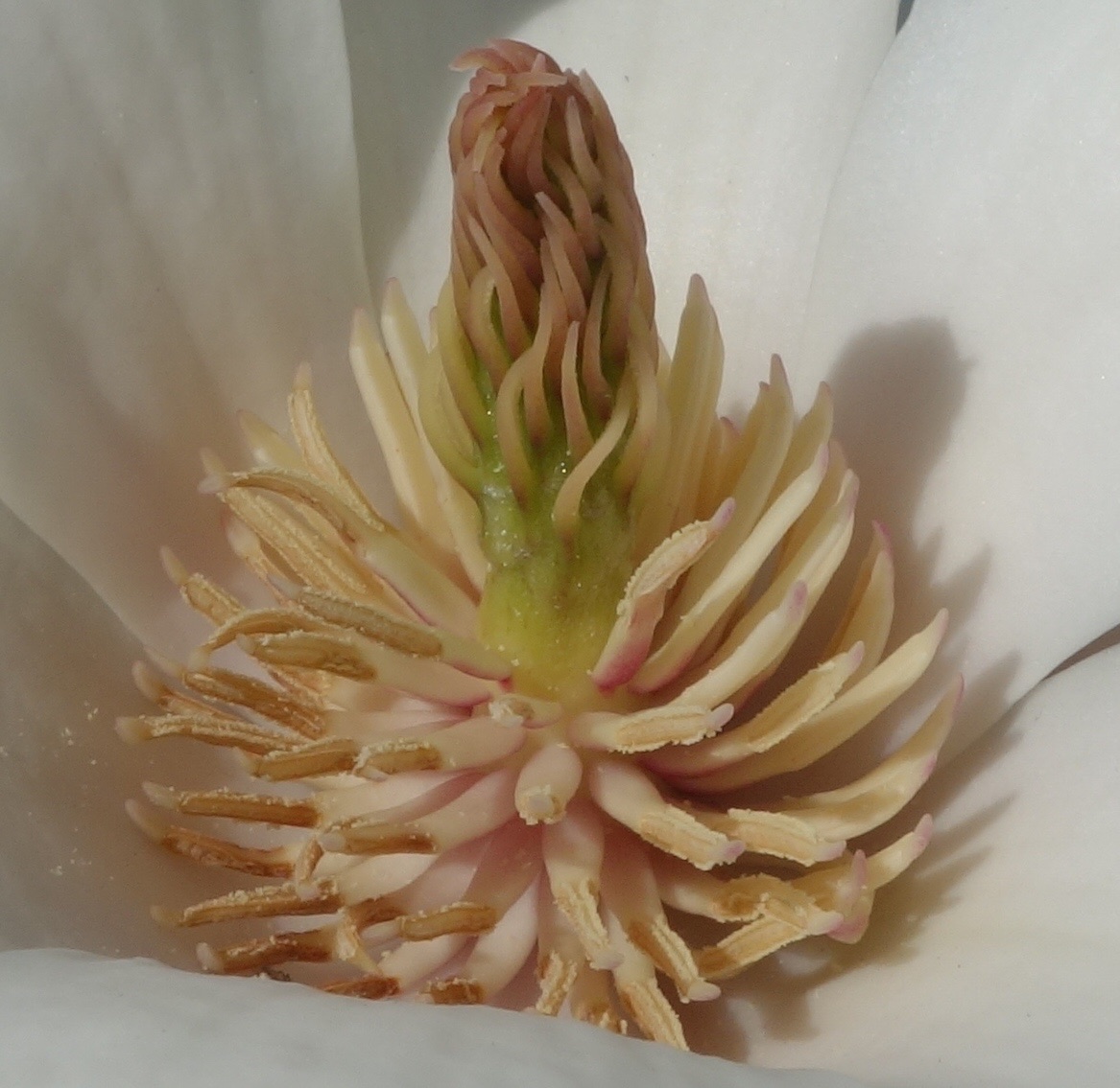 Magnolia amoena: Magnolia amoena , flower detail, stamens and carpels.​ Arnold Arboretum of Harvard University, accession #329-2004-B​.