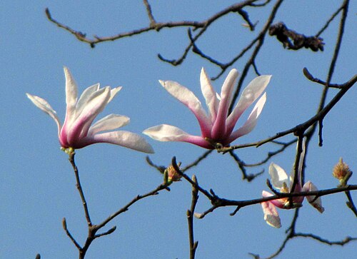 Magnolia amoena: 天目玉蘭 Magnolia amoena [南京中山植物園 Nanjing Botanic Garden, China]