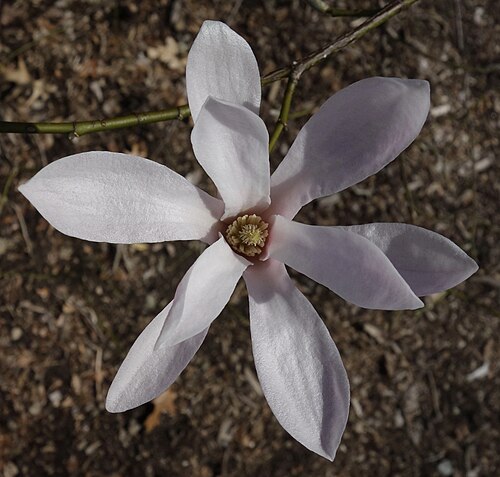 Magnolia amoena: Magnolia amoena , flower. Arnold Arboretum of Harvard University, accession #385-2012*A.​