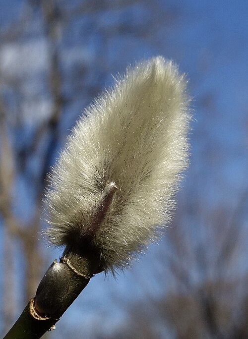 Magnolia amoena: Magnolia amoena , bud. Arnold Arboretum of Harvard University, accession #385-2012*A​.