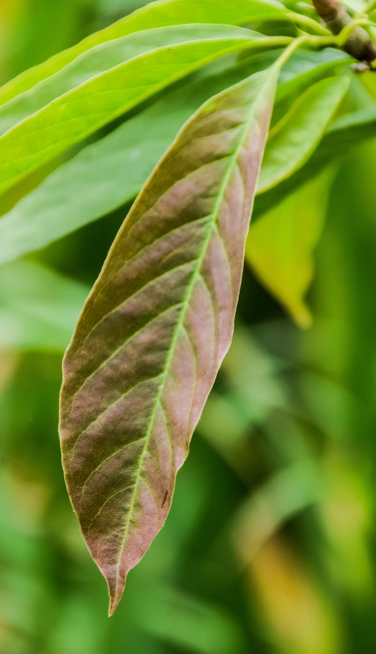 Magnolia biondii: Magnolia biondii in Hackfalls Arboretum, Gisborne Region, New Zealand