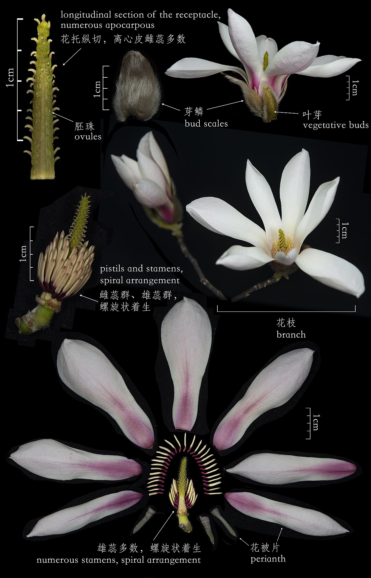 Magnolia biondii: An anatomical diagram of the flower of Magnolia biondii.