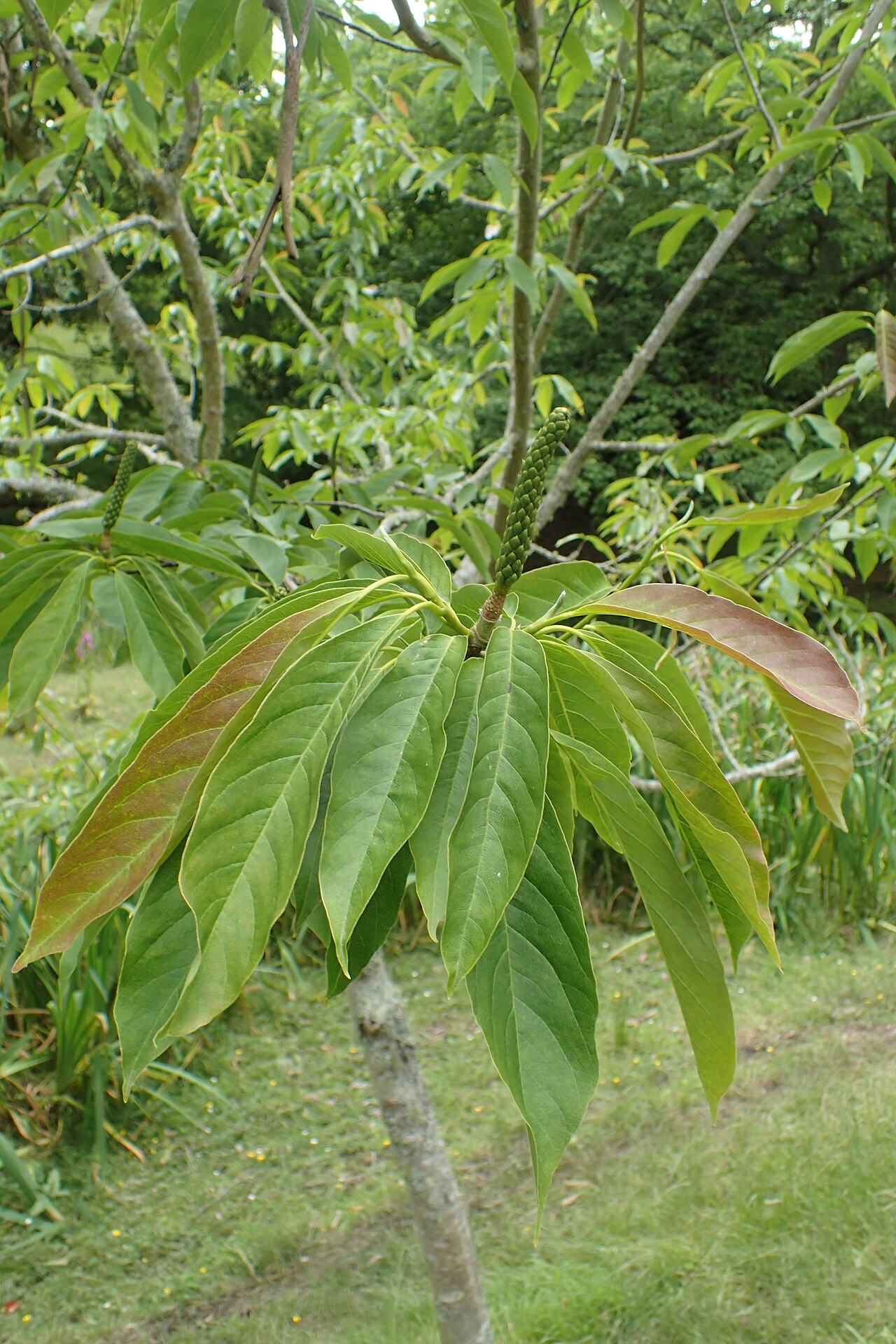Magnolia biondii: Magnolia biondii in Hackfalls Arboretum, Hawkes's Bay, NZ