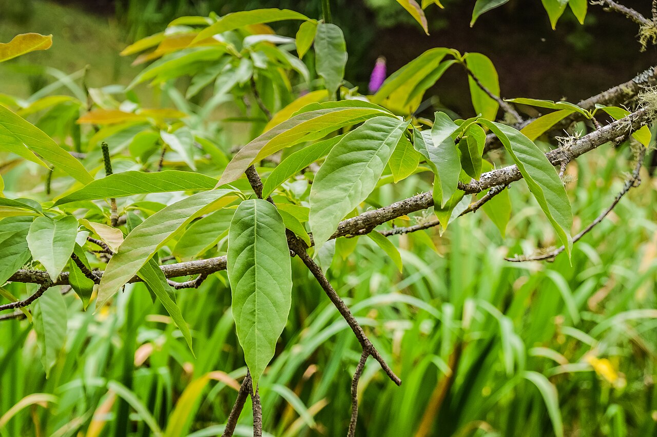 Magnolia biondii: Magnolia biondii in Hackfalls Arboretum, Gisborne Region, New Zealand