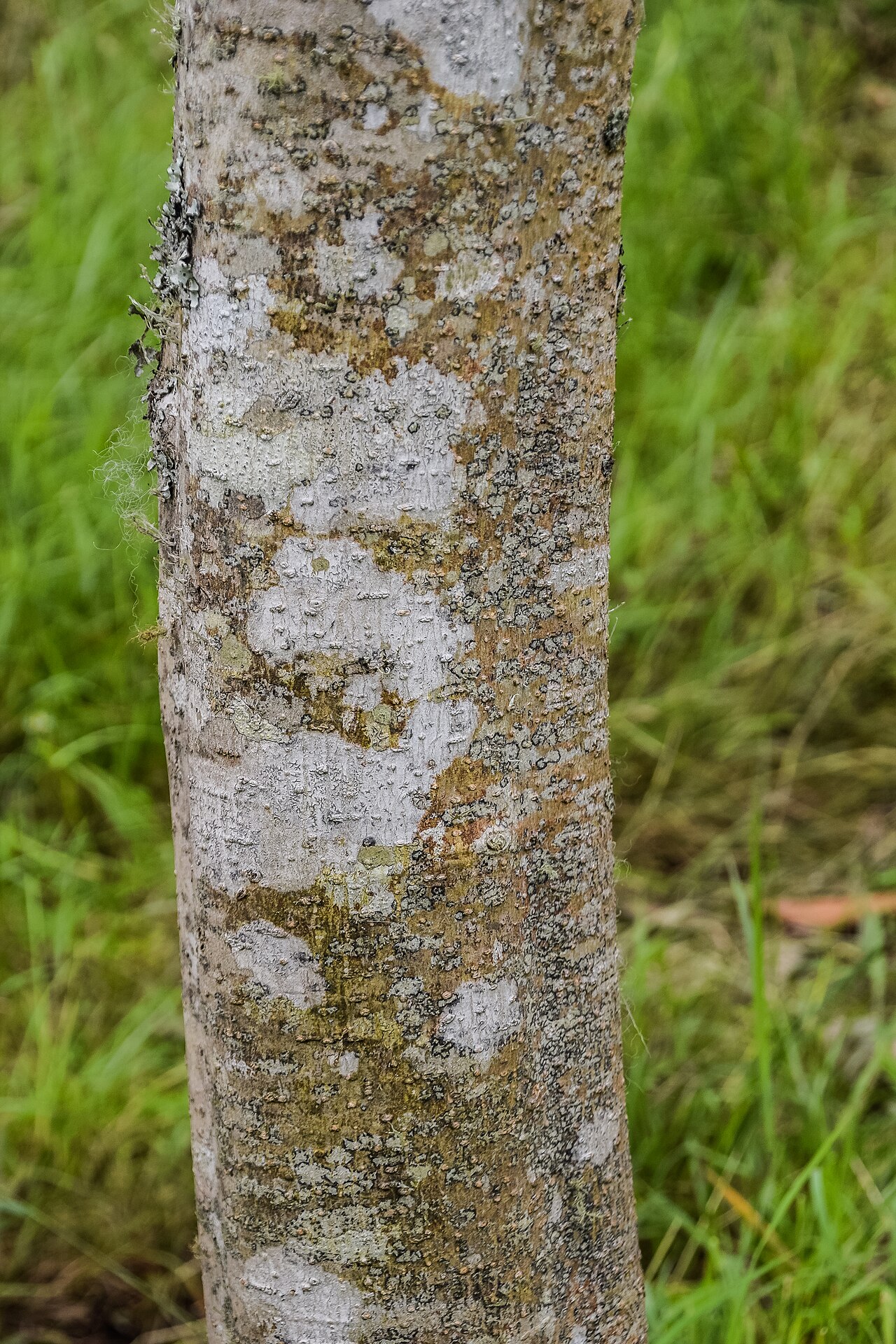 Magnolia biondii: Magnolia biondii in Hackfalls Arboretum, Gisborne Region, New Zealand