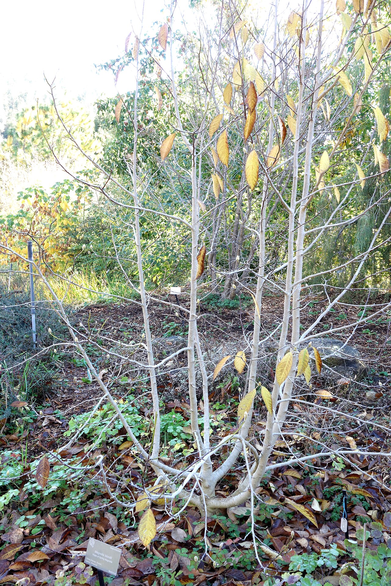 Magnolia biondii: Botanical specimen in Quarryhill Botanical Garden, Glen Ellen, California, USA.