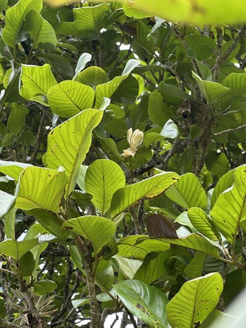 Magnolia caricifragans: Magnolia caricifragrans in Cundinamarca, CO
