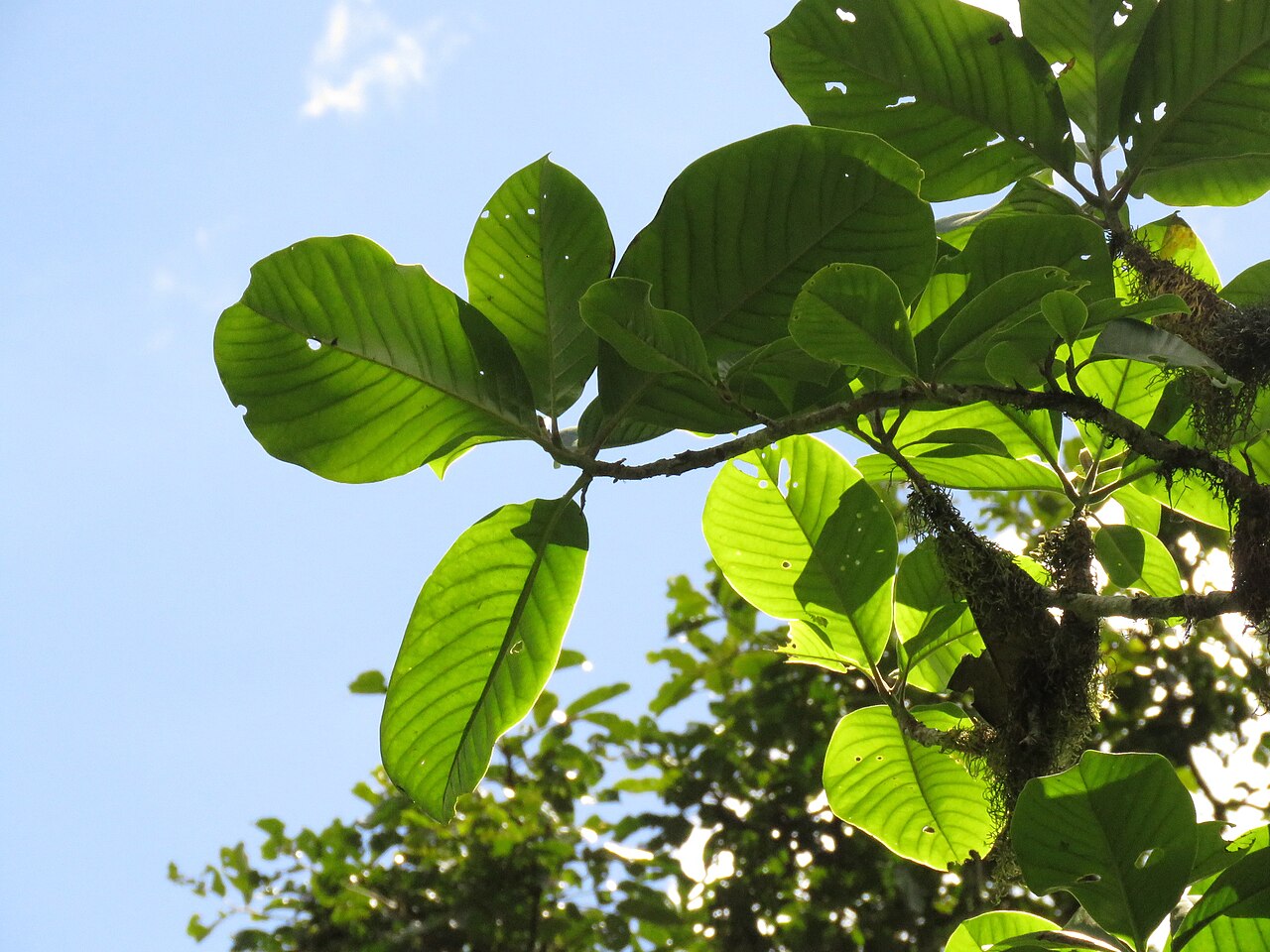 Magnolia caricifragans: Magnolia caricifragrans