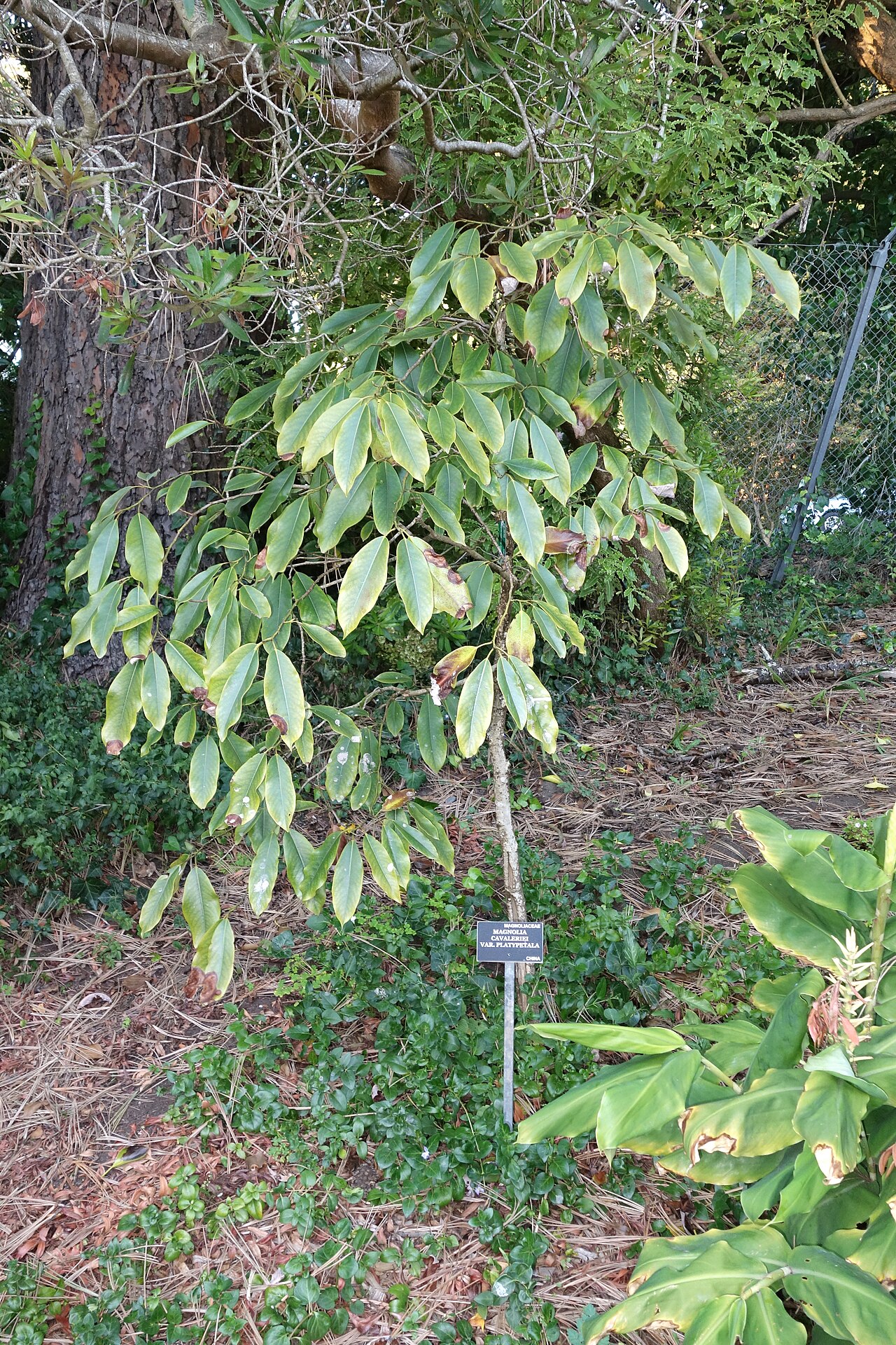 Magnolia cavaleriei: Botanical specimen in the San Francisco Botanical Garden, San Francisco, California, USA.