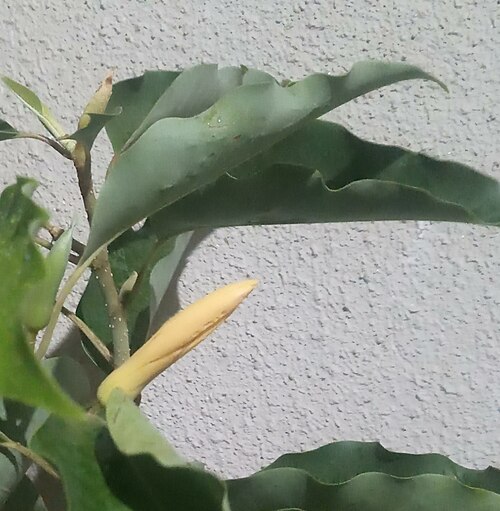Champak: Budding (Magnolia champaca ) Sonchafa