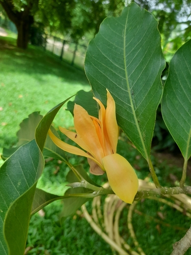 Champak (Magnolia champaca)