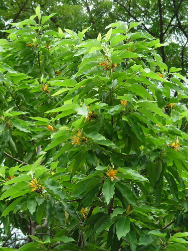 Champak (Magnolia champaca)