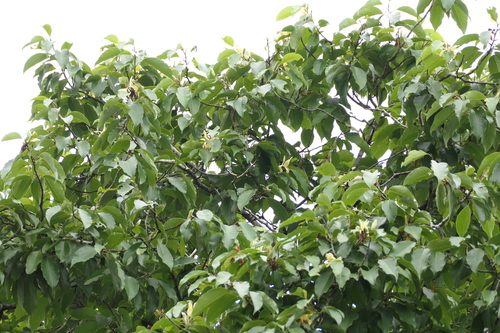 Champak (Magnolia champaca)