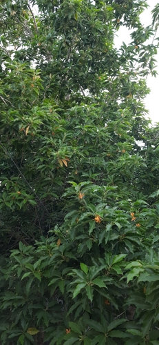 Champak (Magnolia champaca)