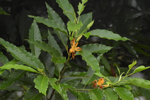 Champak (Magnolia champaca)