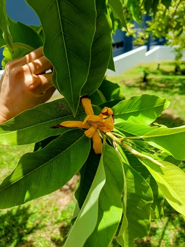 Champak (Magnolia champaca)