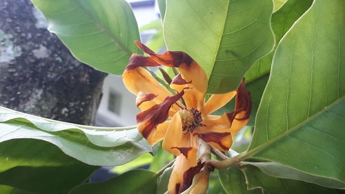 Champak (Magnolia champaca)