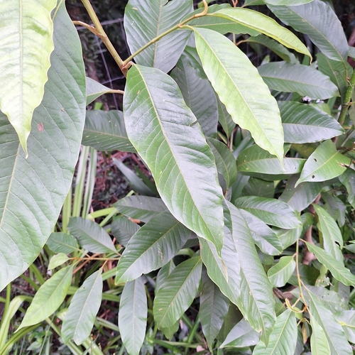 Champak (Magnolia champaca)