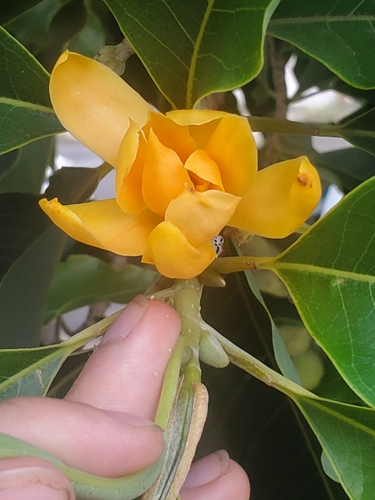 Champak (Magnolia champaca)
