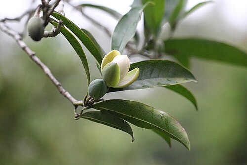 Magnolia championii: Magnolia championii flower buds