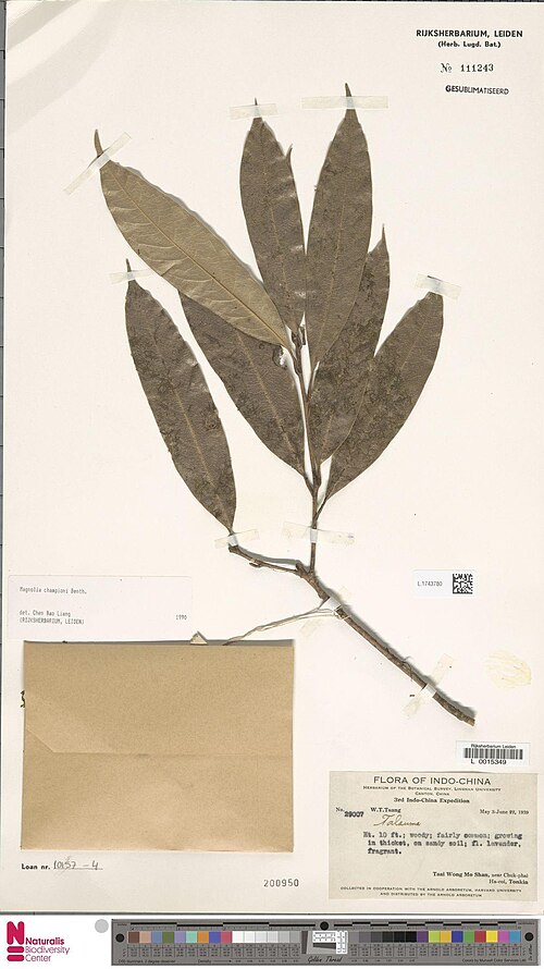 Magnolia championii: Magnolia talaumoides Dandy (type of) - Magnolia championii Benth.
