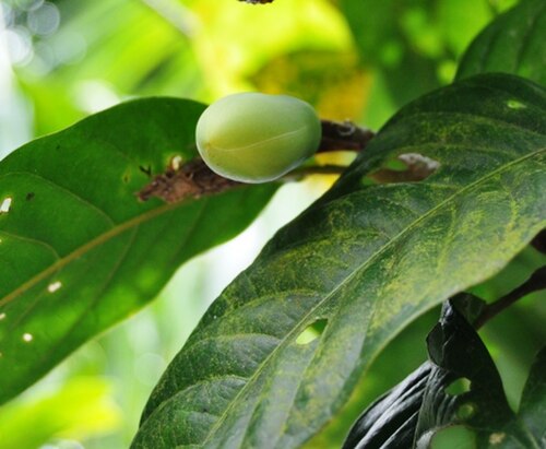 Magnolia coco: Flower bud of Magnolia coco. Taken by myself at Girilayu royal cemetery, Karanganyar, Surakarta