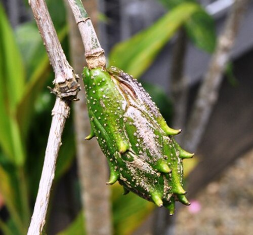 Magnolia coco: Unripe fruit of Magnolia coco.